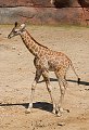Giraffa camelopardalis Giraf werk aan de muur wadm werkaandemuur zoogdier zoogdieren fauna faune mammal mammals mammalia mammifere mammiferes natuurmonumenten zoo dierentuin